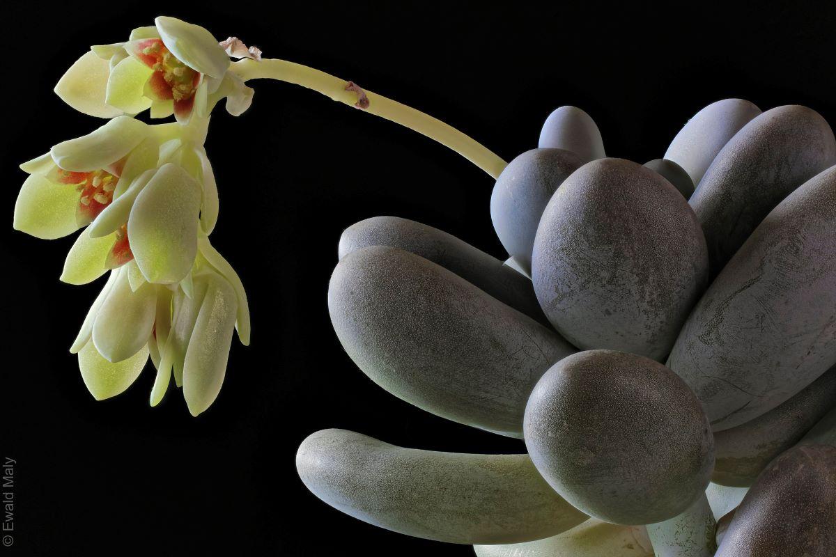 Pachyphytum oviferum es una planta crasa con flor