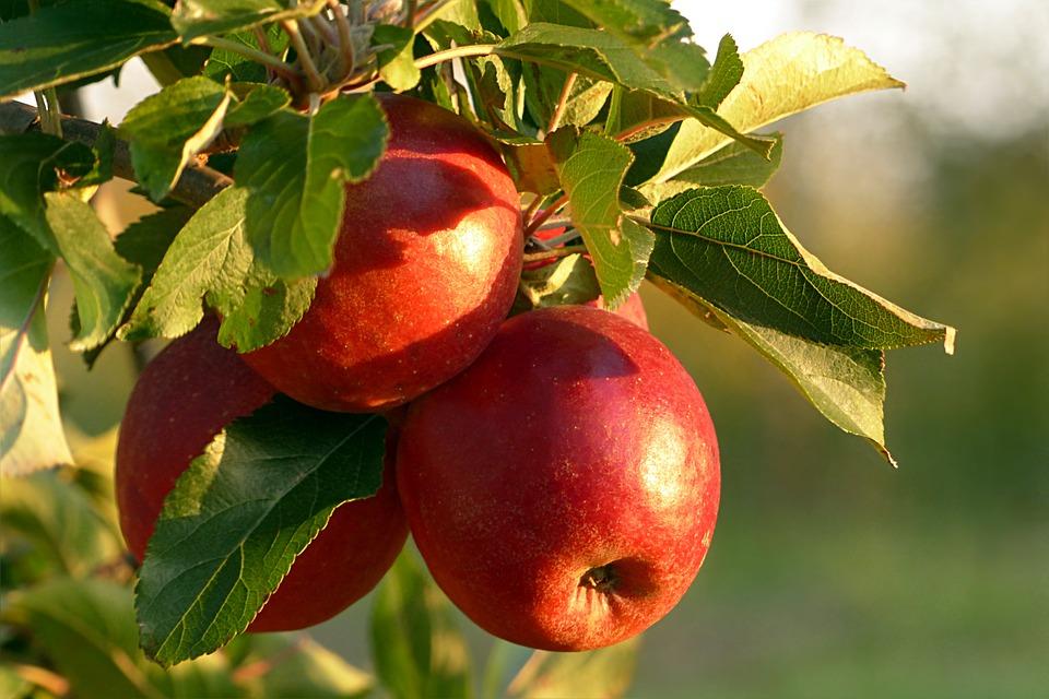 Vinagre de Manzana: Beneficios y Contraindicaciones demostrados por Científicos 1