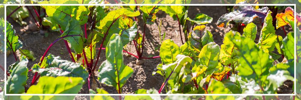 &iquest;C&oacute;mo cultivar la Remolacha? T&eacute;cnicas y cuidados 1