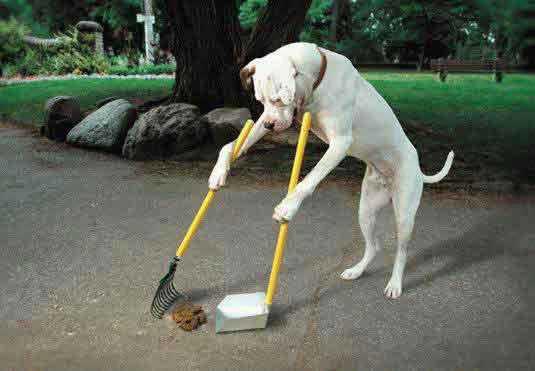Limpiar pipi de perro en césped artificial