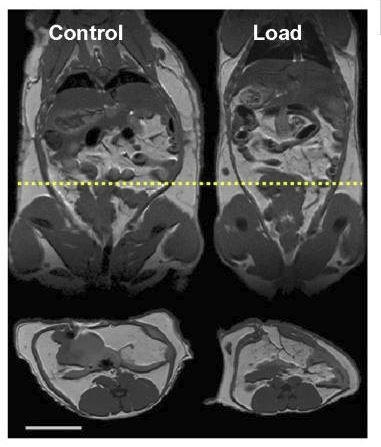 Qué es el rucking imagen 4