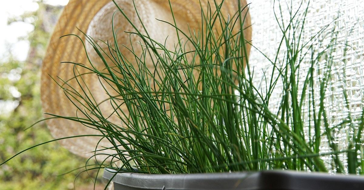 La planta de Cebollino o Cebollín: Siembra y Cuidados 1