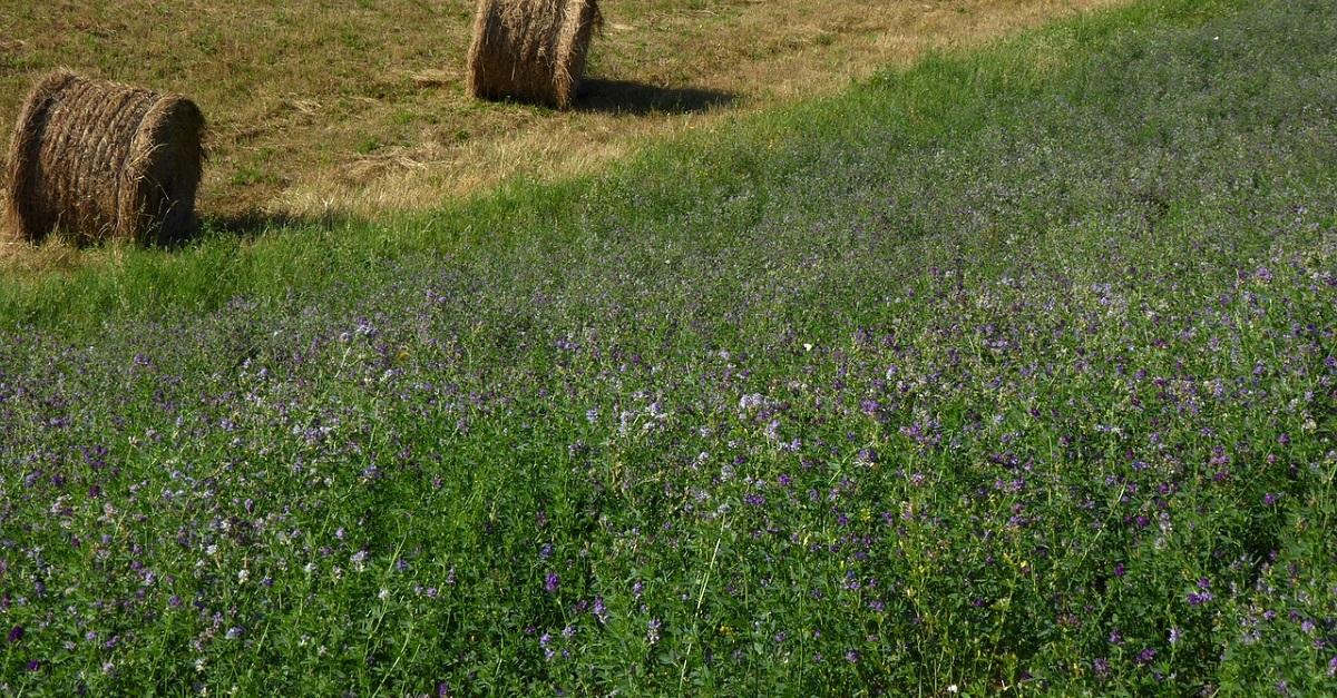 Cultivo de la Semilla de Alfalfa y sus Variantes 1