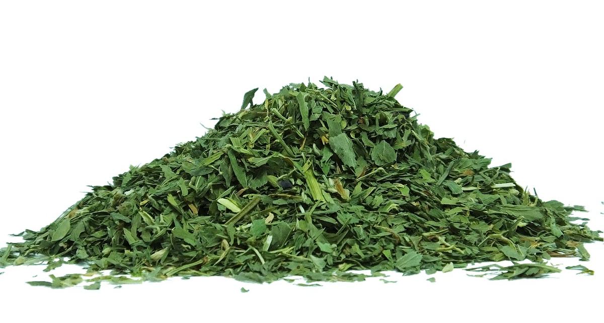 Alfalfa: 10 Beneficios y Propiedades para la Salud 6