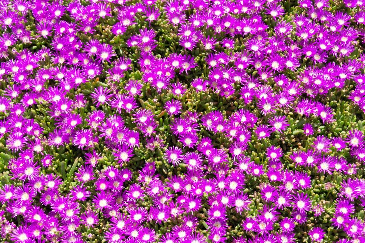 Hay muchas crasas colgantes con flores