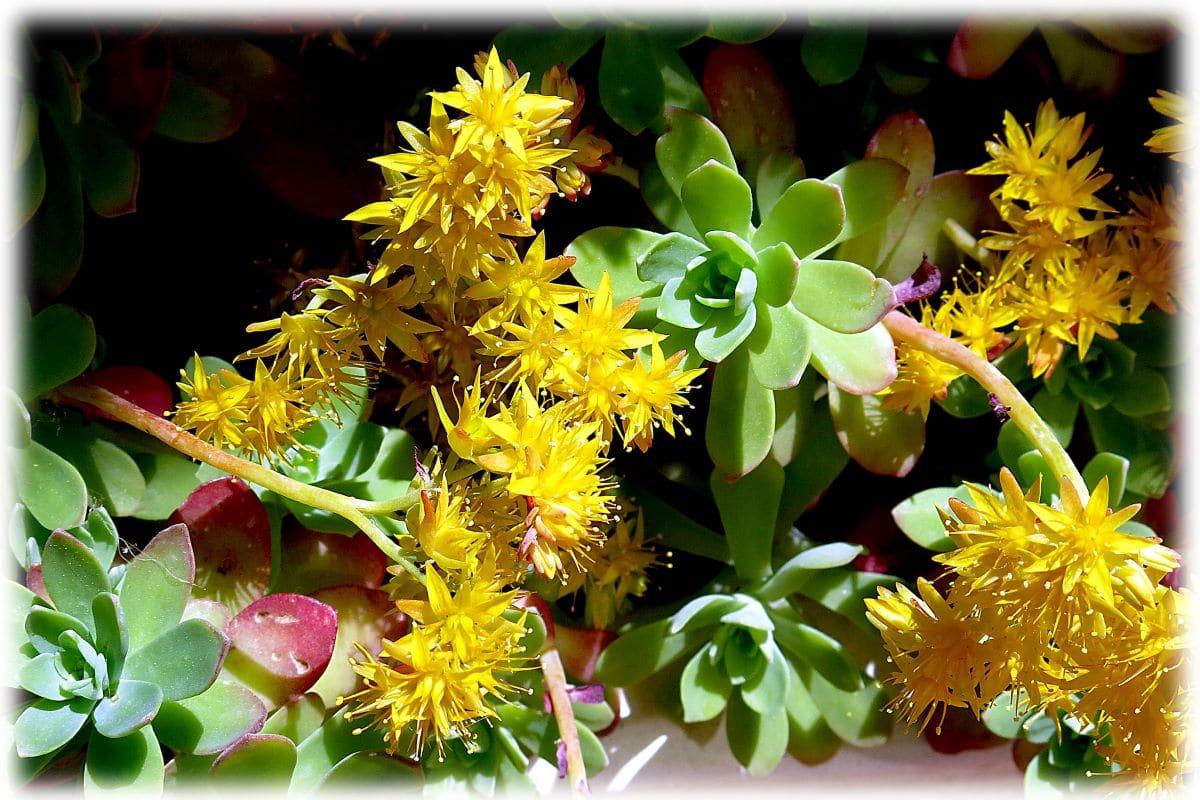 El sedum palmeri tiene flores amarillas