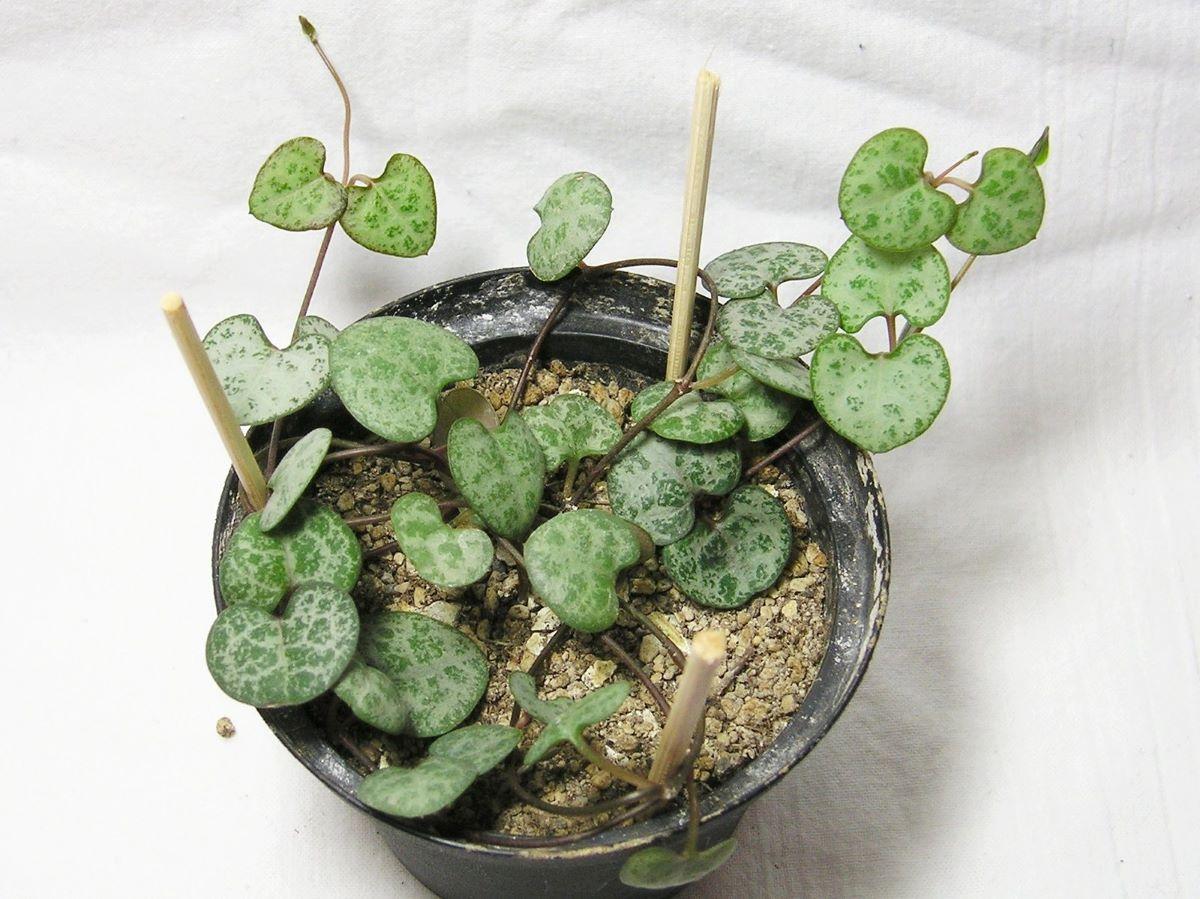 La Ceropegia es una planta con hojas en forma de corazón