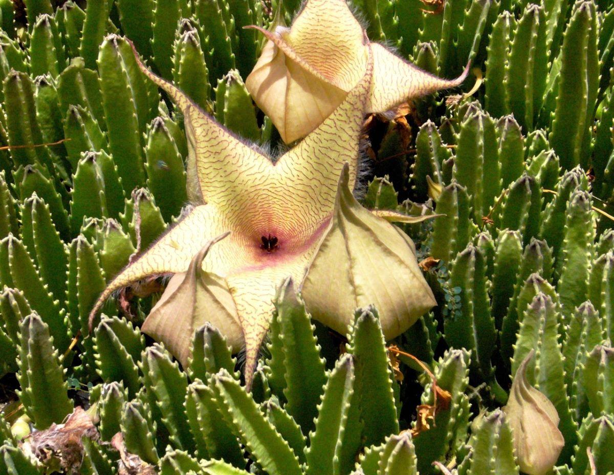 La Stapelia gigantea es una planta suculenta no cactácea