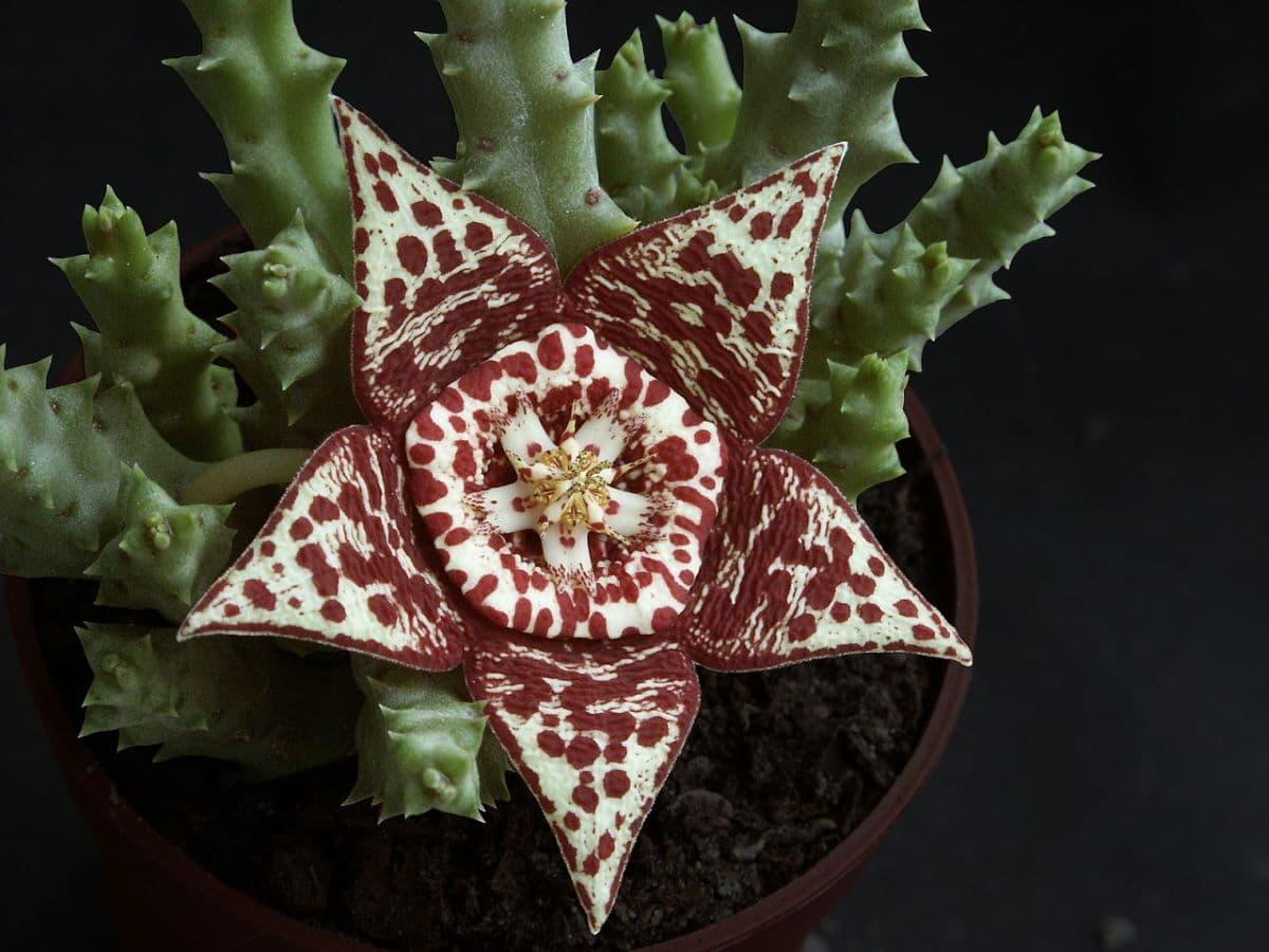 La Stapelia variegata es una crasa con flores con forma de estrella