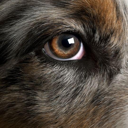 síndrome de ojo seco en perros