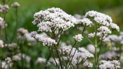 te de valeriana
