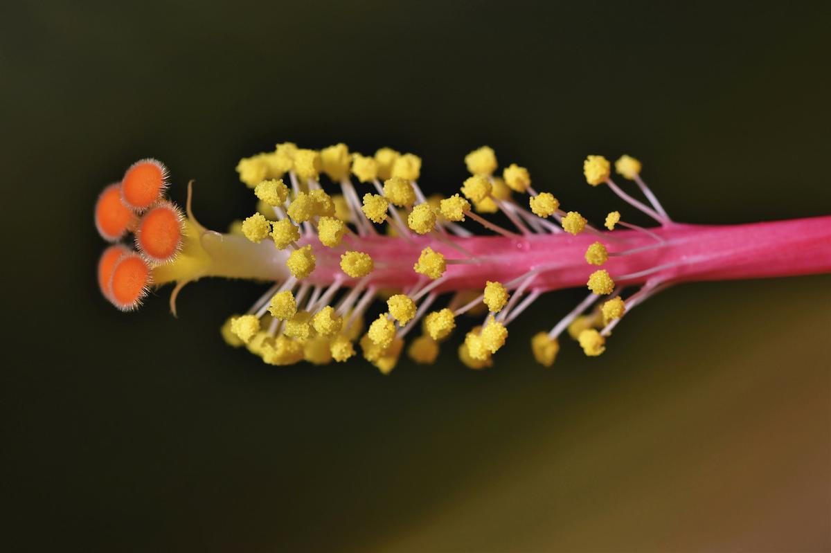 Hibisco y su Té: 7 Beneficios y Propiedades muy significativas 4