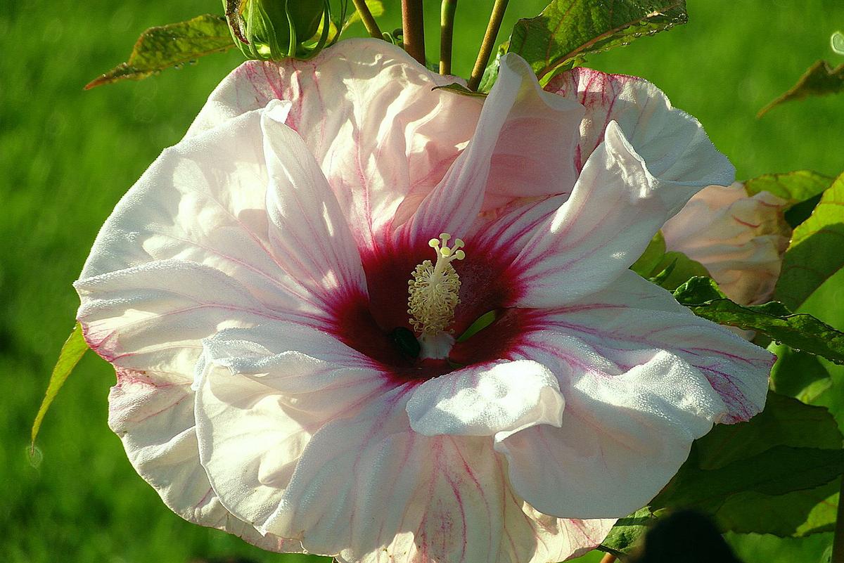Hibisco y su Té: 7 Beneficios y Propiedades muy significativas 6