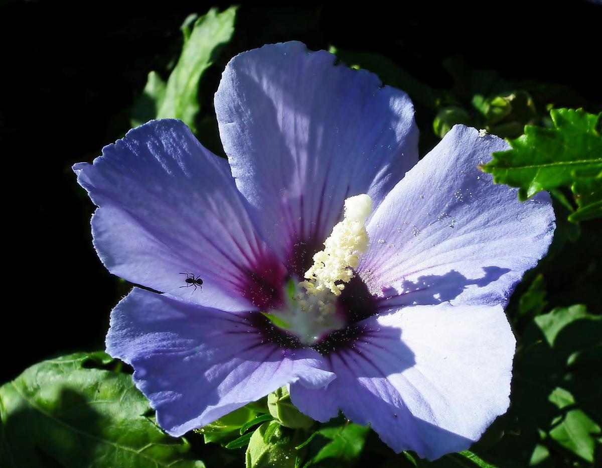 Hibisco y su Té: 7 Beneficios y Propiedades muy significativas 8