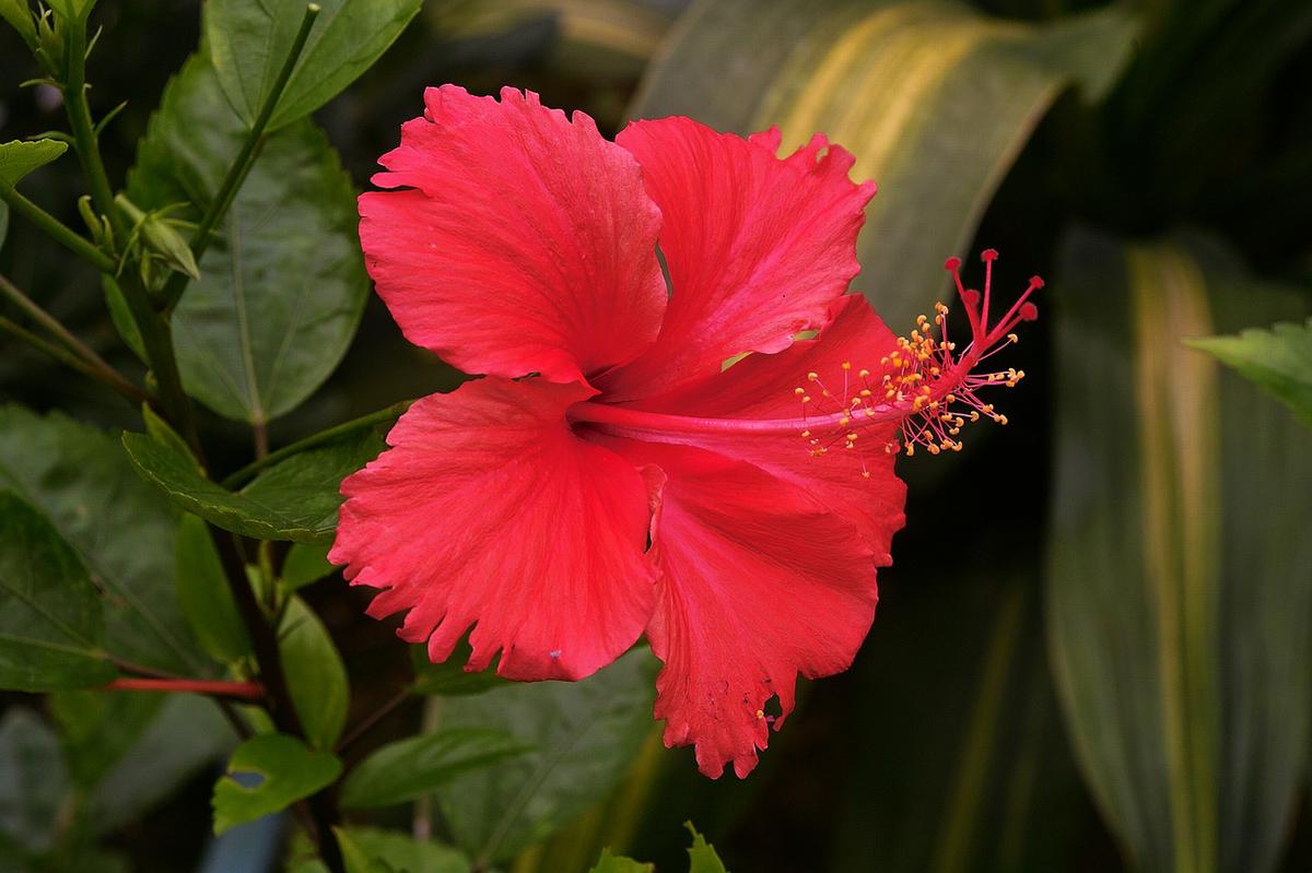 Hibisco y su Té: 7 Beneficios y Propiedades muy significativas 9