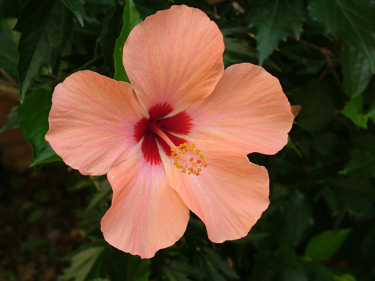 Hibisco y su Té: 7 Beneficios y Propiedades muy significativas 10