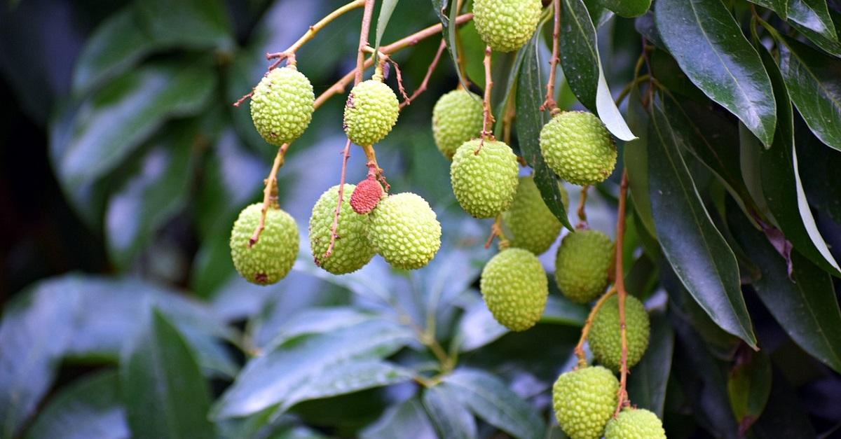 Planta de Lichi – Cómo sembrar la planta 5