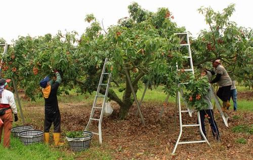 Planta de Lichi – Cómo sembrar la planta 4
