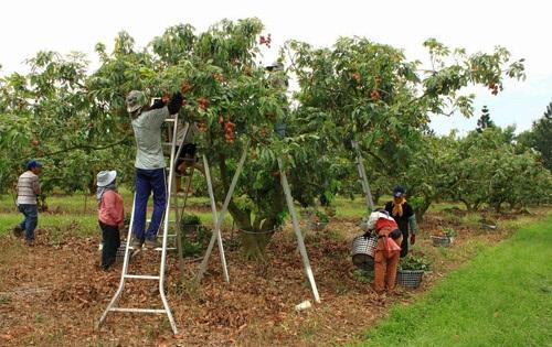Planta de Lichi – Cómo sembrar la planta 5