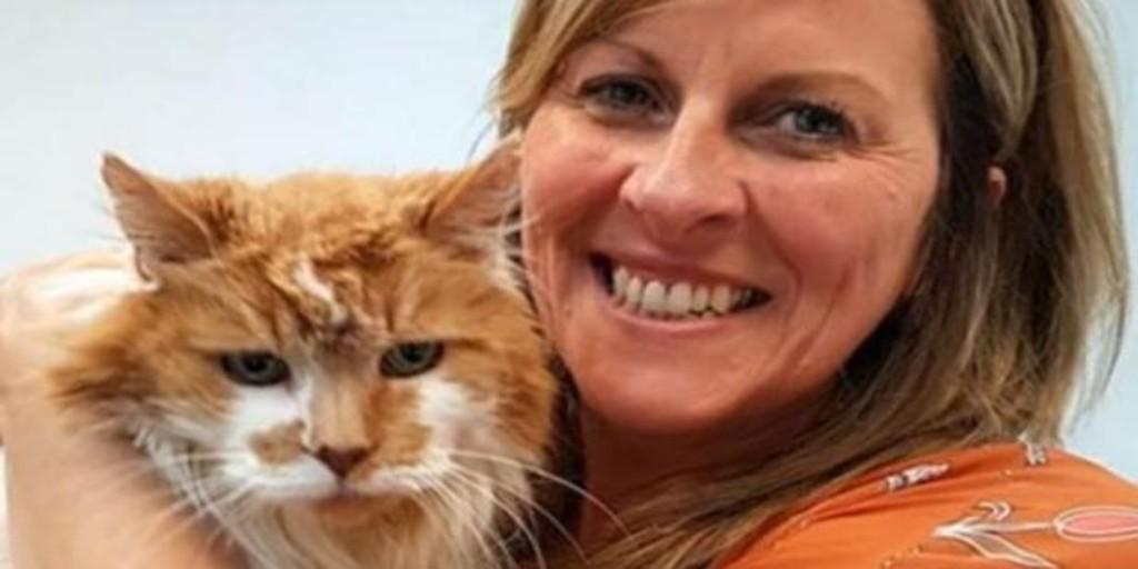 Gatos viejos, gatos ancianos, gatitos viejos, Rubbles gato Rubbles