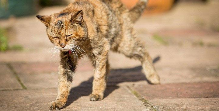 gato viejo gato anciano
