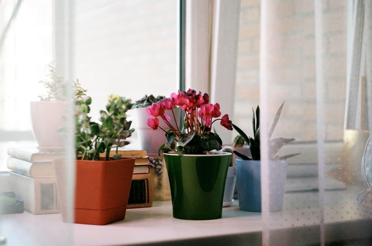 plantas de interior con sol