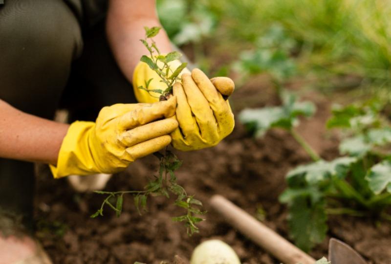 consejos jardinería principiantes