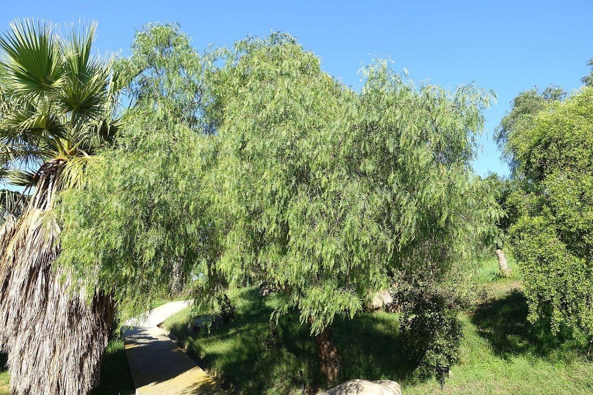 El Schinus molle es un árbol de rápido crecimiento