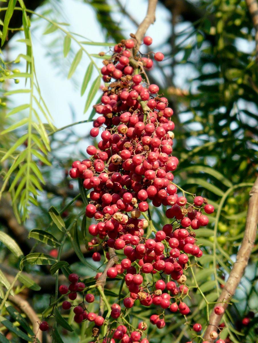 Los frutos del Schinus molle son rojos