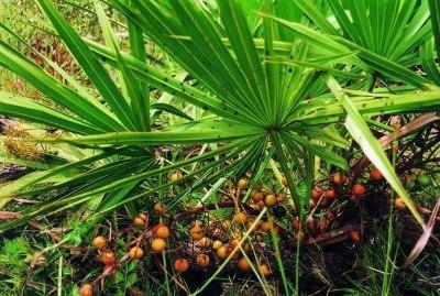 serenoa repens