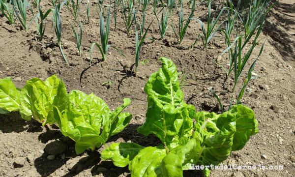 Acelgas y puerros