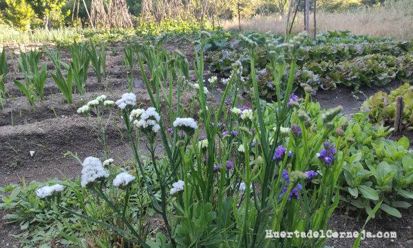 Limonium, zinnias, gladiolos...