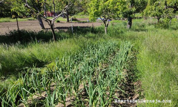 Ajos y algunos frutales