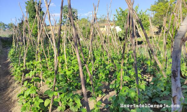 Tutores en judiones y amplios pasillos