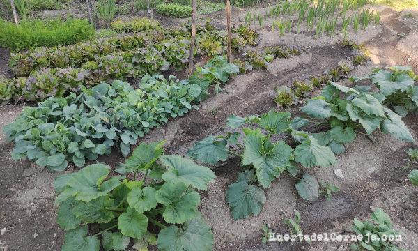 Calabacines, lechugas, flores, zanahorias...