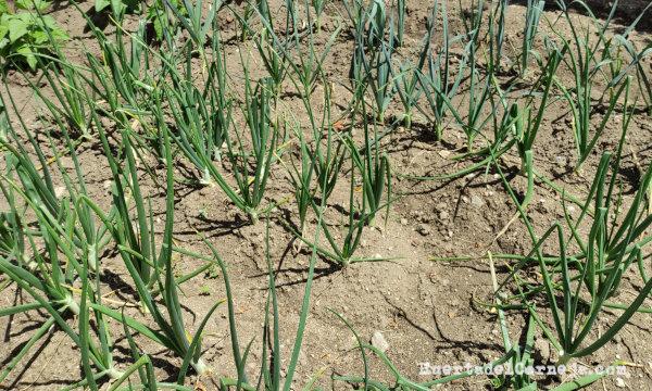 Cebollas, puerros y judías planchadas