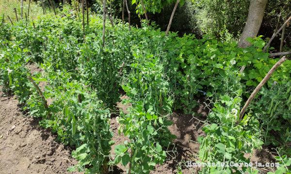 Guisantes, frambuesas y nogal
