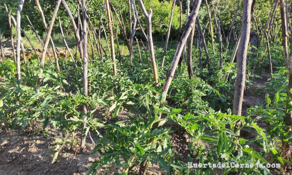 Tomates de mata alta