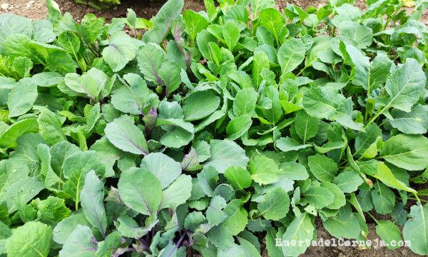 Era con repollos, coles de bruselas, lombarda y romanesco