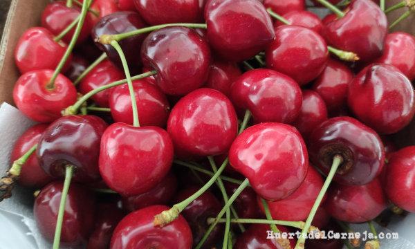 Cerezas