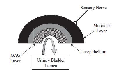 Imagen de vejiga normal con urotelio intacto y capa de CAGs. El urotelio y los GAGs actúan como una barrera natural que protege las capas más internas y los nervios sensitivos de las noxas urinarias (Hostutler et al)