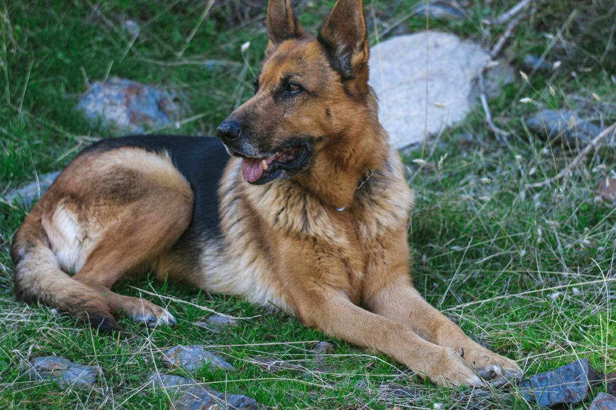 Pastor Alemán | Petmondo | Pastor Aleman