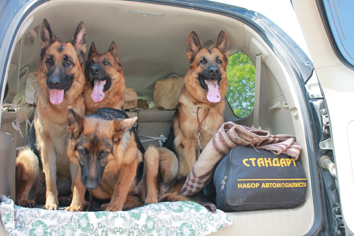 Pastor Alemán | Petmondo | Pastor Aleman