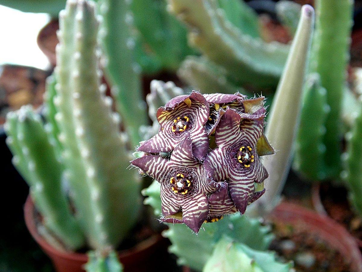 La Caralluma europaea tiene flores pequeñas