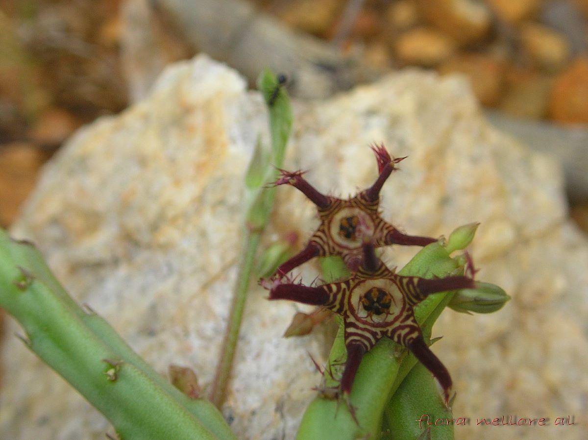 La Caralluma fimbriata es una planta suculenta
