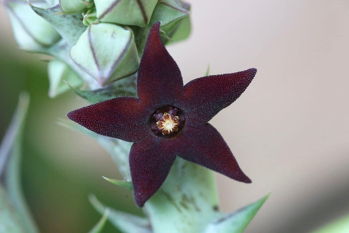 Las carallumas son suculentas sensibles al frío