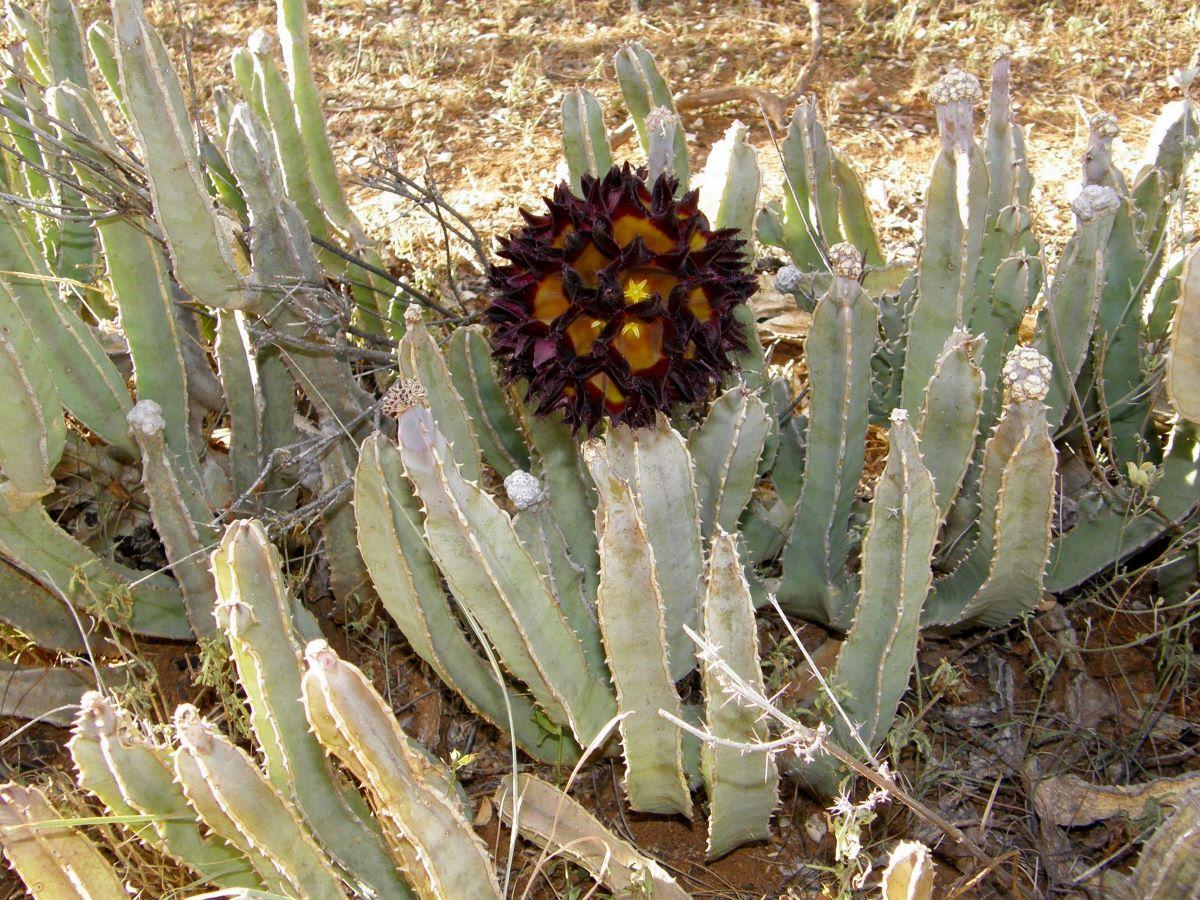 La Caralluma speciosa tiene flores rojas y amarillas