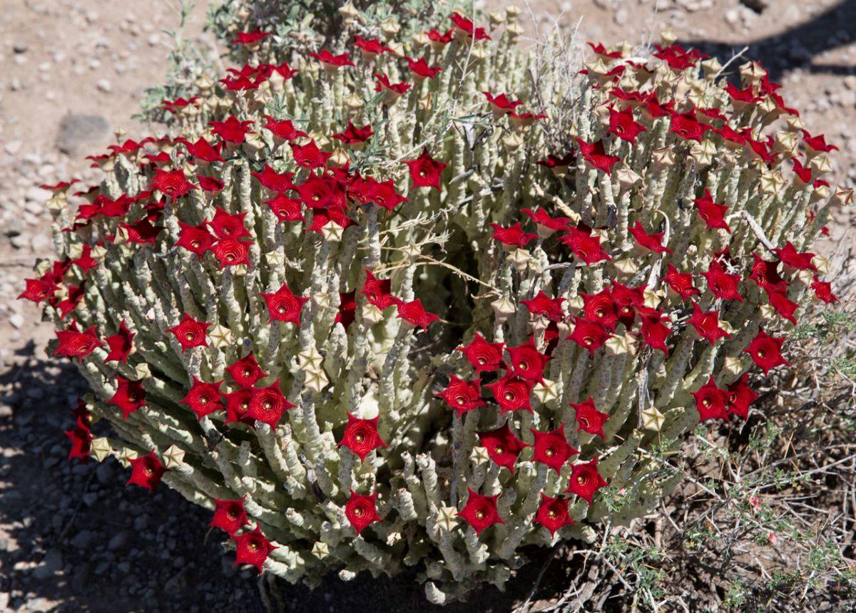 Las caralluma forman grupos
