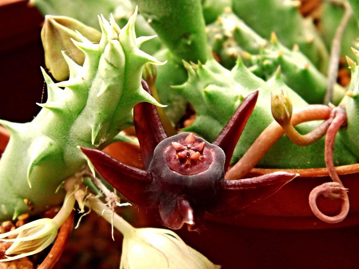 La caralluma es una planta pequeña