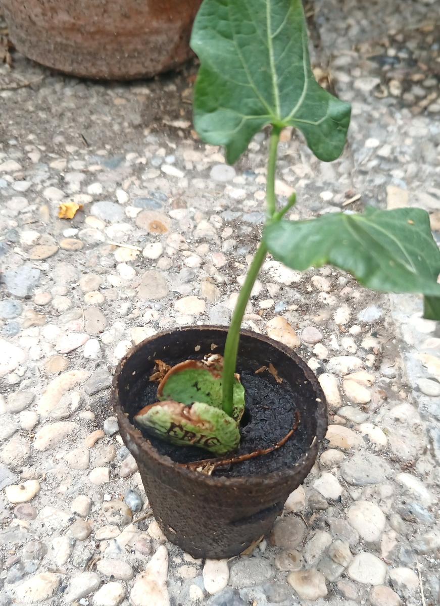 Plantón de semilla mágica en la que se ve el nombre de mi peque grabado